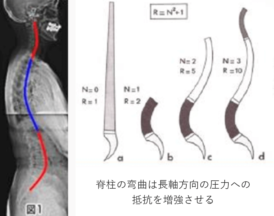 背骨の衝撃吸収機能図